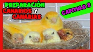 TRUCOS y CONSEJOS para la CRIA DE CANARIOS 🐤 DESPARASITAR CANARIOS PARA LA CRIA  CAPITULO 2 [upl. by Biagio964]