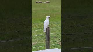 Beautiful yellow crested cockatoo shortfeed wildbirds birds hallsgap victoria [upl. by Ing]