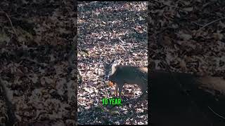 Do Deer Have Memory hunting whitetaildeer deerhunting [upl. by Matthei300]