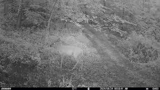 TRAIL CAM CAUGHT ONE LONELY DEER BY IT SELF EATING [upl. by Ripleigh]