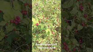 Medicinal plants ଔଷଧୀୟ ବ୍ରୁକ୍ଷ ସର୍ପଗନ୍ଧା [upl. by Yalahs]