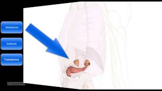 515  Sistema endocrino Anatomia riassunto le ghiandole principali [upl. by Basham]