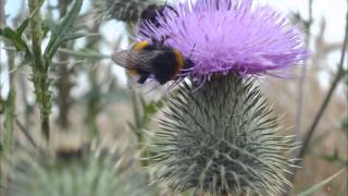 Hummel Flug brummen summen fliegt Geräusche Klänge HD Soundeffekte free [upl. by Ardnassela]