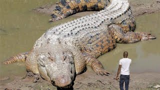 Top 10 Biggest Crocodile In The World [upl. by Tormoria277]