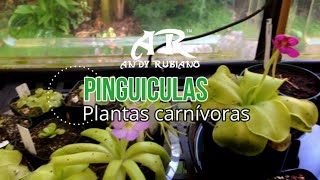 Pinguicula principales cuidados  Andy Rubiano™ [upl. by Chad]