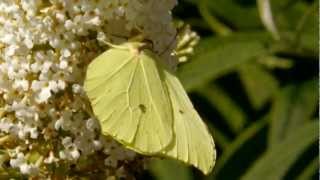 Common Brimstone Gonepteryx rhamni on white ButterflyBush Buddleja davidii 1 [upl. by Naerad658]