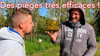 Des pièges à frelons très efficaces [upl. by Otrebtuc]