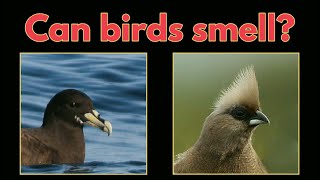 CAN BIRDS SMELL part 1 [upl. by Lawson]