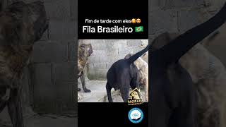 Fila brasileiro com a família filabrasilero fazenda ataqedefilabrasileiro proteçãofamiliar dogs [upl. by Arbe893]