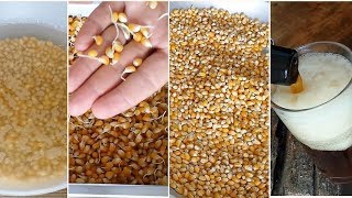 How to Malt CORN at Home [upl. by Vittorio]