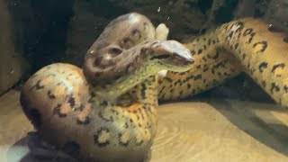 🔴 LIVE at the ZOO Green Anaconda [upl. by Ekud]