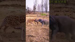 Leopard watching elephants and giraffes wrestling together Amazing animals are here Animal World [upl. by Eerbua]