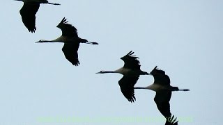 Kraanvogels trekken over Nederland [upl. by Etnoval]