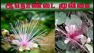 Capparis zeylanicaஆதொண்டையின் வைத்திய முறைகள் [upl. by Rattray]