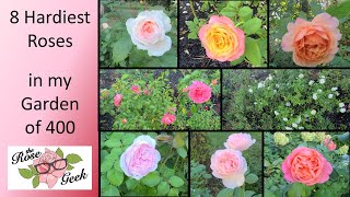 🌹 8 Hardiest Roses out of 400  5 Kordes 2 Meilland 1 David Austin  Most Disease Resistant Roses [upl. by Strickland844]