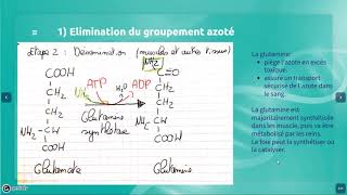 Métabolisme azoté partie 2 Le catabolisme des acides aminés [upl. by Lonnard132]