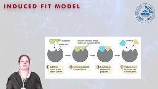 Mechanism of Enzyme action [upl. by Rehtaef]