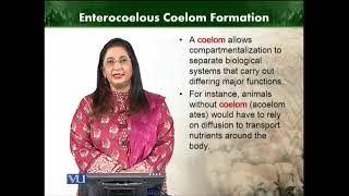 Enterocoelous coelom formation  Animal Diversity Invertebrates Theory  ZOO512TTopic019 [upl. by Ecnahs]