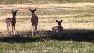 Baby deer a year after the rescue and release [upl. by Anonyw]