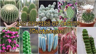 120 SPECIES OF CACTUS Cactaceae [upl. by Cinom380]