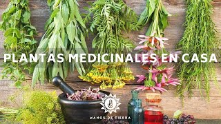 La Mejor Medicina Natural Que Debes Tener En Casa  Plantas Medicinales Herbolaria En Casa🪴🌿💚 [upl. by Htir341]