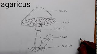 how to draw agaricus I how to draw agaricus diagram I how to draw a mushroom agaricus diagram [upl. by Einallem]