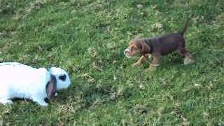 Pelea de perro vs conejo [upl. by Sulakcin246]