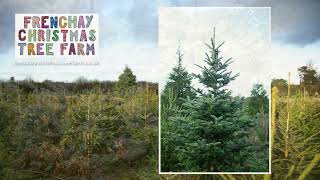 Life at Frenchay Christmas Tree Farm [upl. by Hahn]