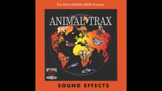 Animal Trax  Tiger Sounds [upl. by Resneps787]