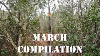 March Compilation  colesfarmnc jacksonvillenc beekeeping [upl. by Ymij]