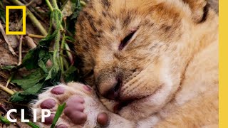 Lioness sisters fend off an intruding lion to protect their cubs  QUEENS [upl. by Sirhc]