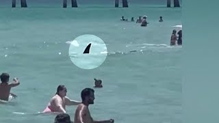 WATCH Shark seen moving past swimmers at beach in Florida [upl. by Westley]