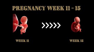 Your Pregnancy Week By Week Weeks 11 To 15  WHAT TO EXPECT [upl. by Raeann]