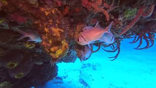 Diving St Maarten 2024  The Bridge diver Hans [upl. by Navets475]