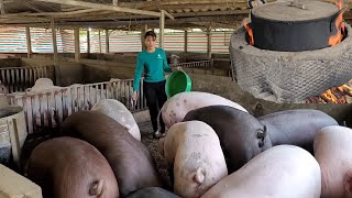 Pig farming Use pig manure as biogas to cook pig feed Episode164 [upl. by Maxy]