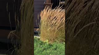 Sensual Calamagrostis landscaper garden grasses ornamentalplants gardenlandscaping [upl. by Yekcor43]