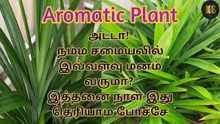 Pandan Leaves Benefits ரம்பை இலை  KS Talks  Tamil [upl. by Varrian227]