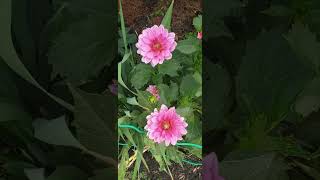 Shiny pink flowers flowers gardening [upl. by Saxela]