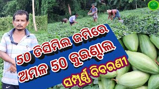 Pointed Gourd cultivation OdishaPointed Gourd Yield and ProfitPointed Gourd Farmingpotal chasa [upl. by Eanrahs948]