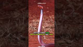 Why You Shouldnt Mess With A Spitting Cobra [upl. by Arev]