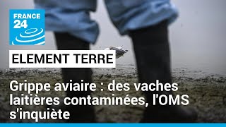 Menace de pandémie  la grippe aviaire sétend et inquiète lOMS • FRANCE 24 [upl. by Ardnuat]