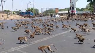 Swarm of starving wild monkeys fight over food during coronavirus outbreak [upl. by Kiran]