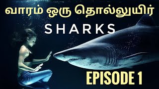 Megalodon  Tamil  வாரம் ஒரு தொல்லுயிர் Episode 01 [upl. by Assiar]