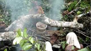 La Récolte du miel en forêt équatoriale  pygmées Baka  Est Cameroun  association alpna [upl. by Ahsito130]