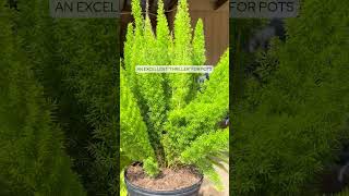 Evergreens🌲 for Fall🍂 amp Winter❄️ Plantings garden gardencorner gardeningplants gardening plants [upl. by Krissie423]