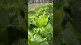 Hmong vegetable gardens in Cottonwood Ca [upl. by Hitt943]