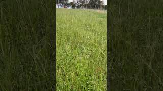 Perennial Ryegrass [upl. by Halas]