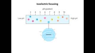 Isoelectric Focusing Animation I CSIR NET Life Science I GATE Life Science I DBT JRF [upl. by Ttebroc]