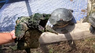 Miren lo que pasa al juntar a la tortuga caimán con las otras tortugas😱😱 [upl. by Neerroc]