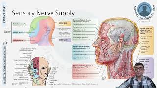 Innervation of Face [upl. by Yngad]